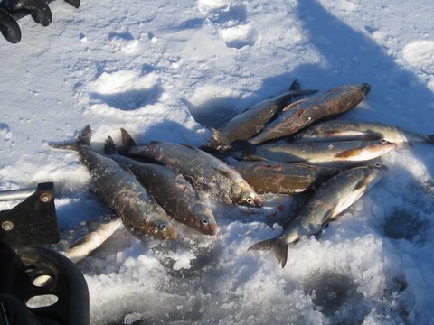 Whitefish Limit